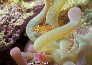 Closeup of Diamond Blenny in anemone by Ron Mack 
